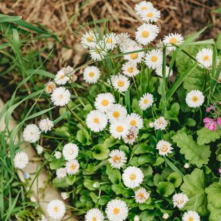 Blumenbeet aus weisse Margeriten.