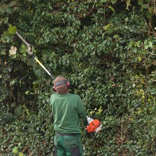 Hecke mit Lanzensäge schneiden